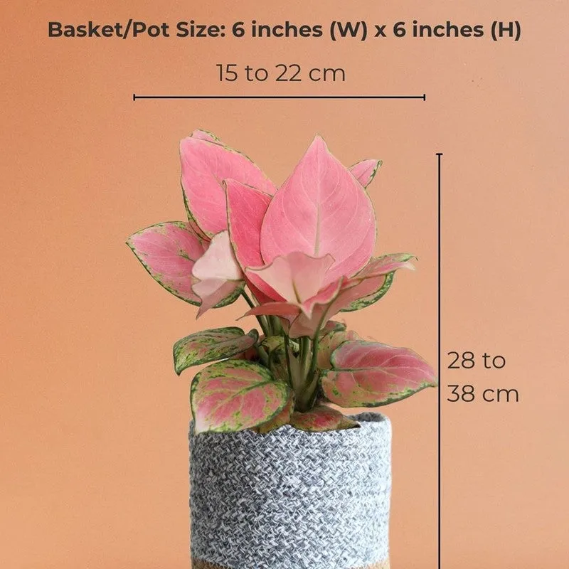 Greenkin Aglaonema Pink Live Plant with Jute Planter - Grey media 9