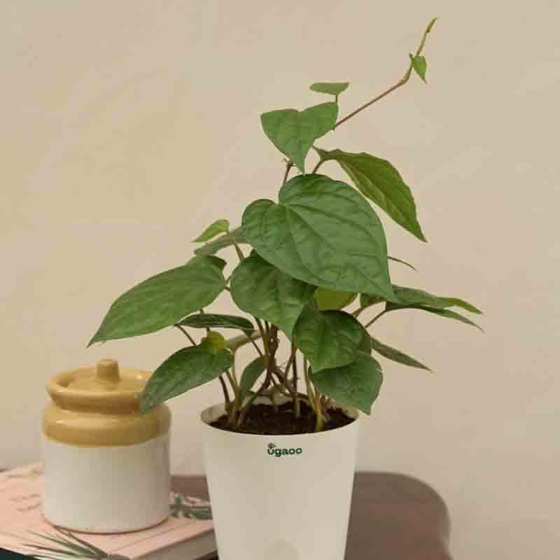 Ugaoo Betel Leaf Plant (Magai Paan) media 6