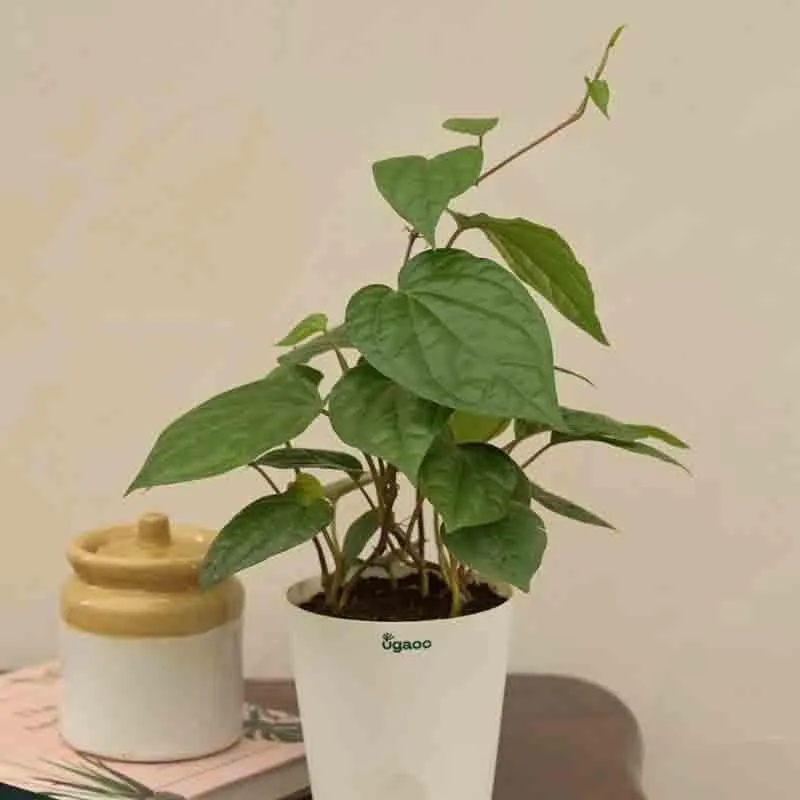 Ugaoo Betel Leaf Plant (Magai Paan) media 6