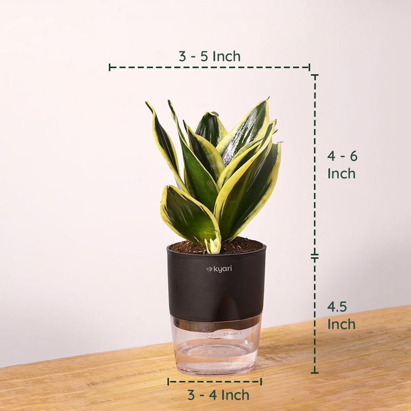Kyari Golden Hahnii Snake Plant With Self Watering Pot - Black media 7