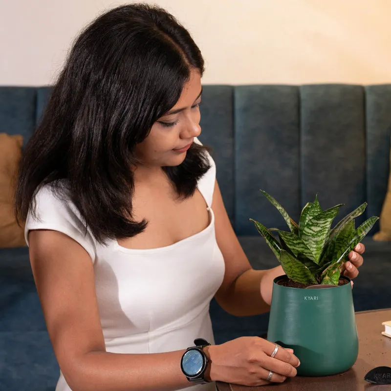 Kyari Snake Plant With Metal Self Watering Pot - Green media 3