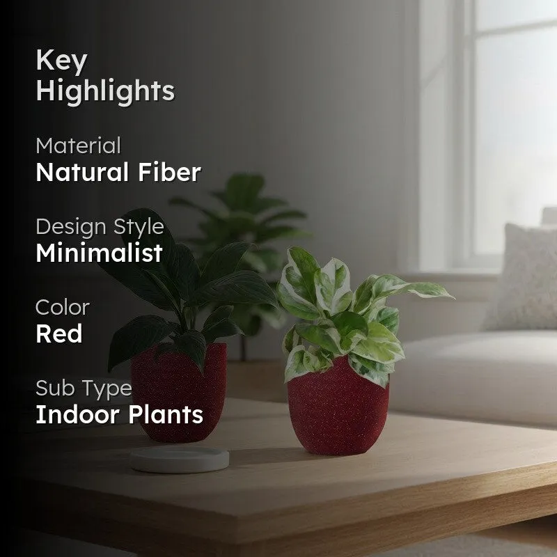 Greenkin Lily & Njoy Live Plants (Red) - Set Of Two media 2