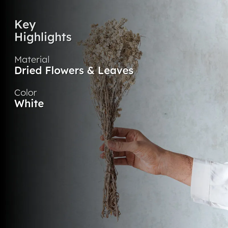 Gypsophila Charm Dried Flower Bunch media 2