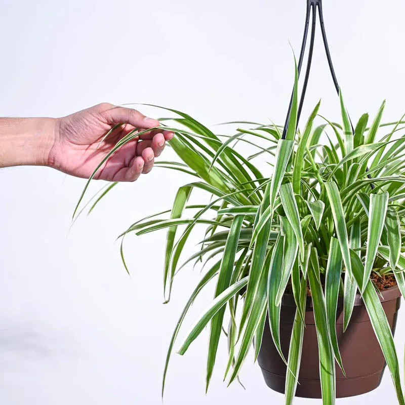Ugaoo Spider Plant With Hanging Pot media 3