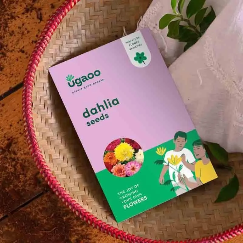 Ugaoo Dahlia Seeds media 4