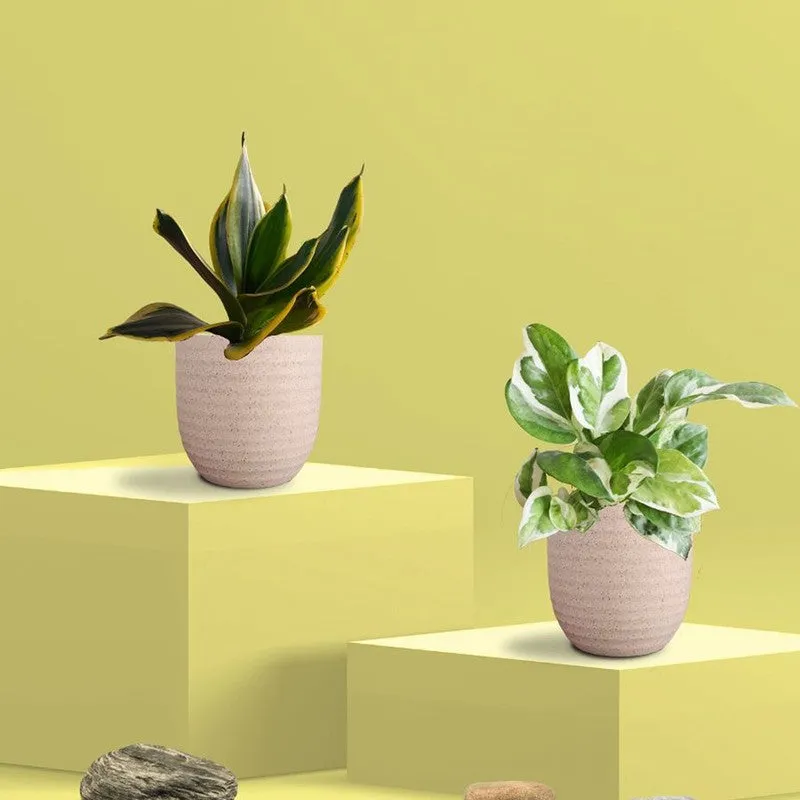 Greenkin Money Plant NJoy & Golden Snake Live Plants (Ivory) - Set Of Two media 3