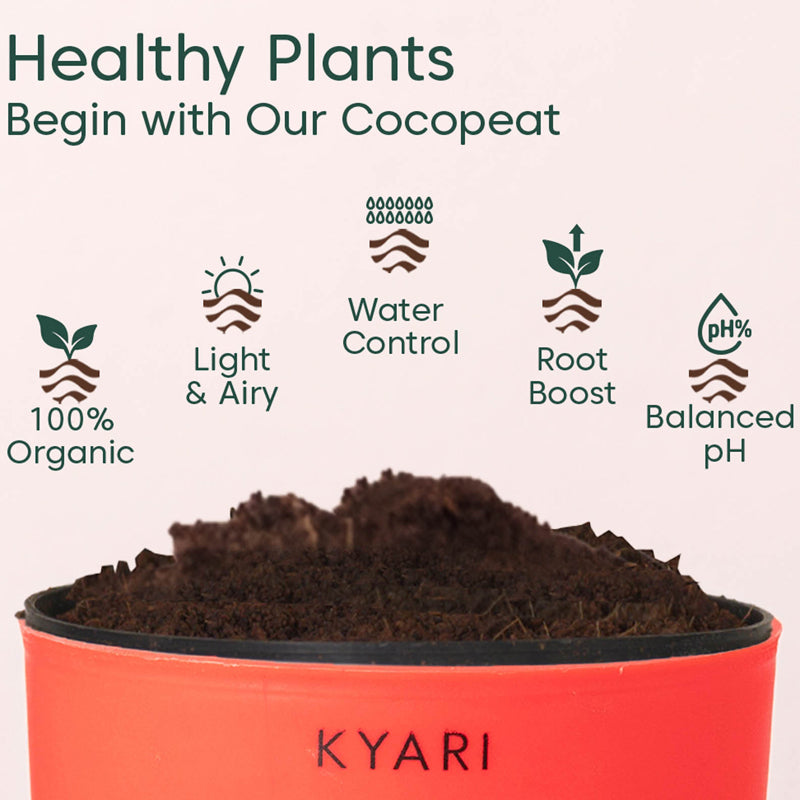 Kyari Rhoeo Tricolor Plant With Self Watering Pot (Red) - 18 cm media 4