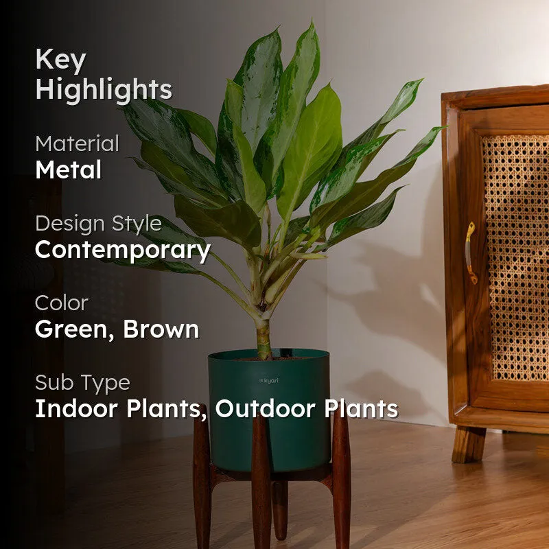 Kyari Aglonema Ice Plant With Metal Self Watering Pot (Green) media 2