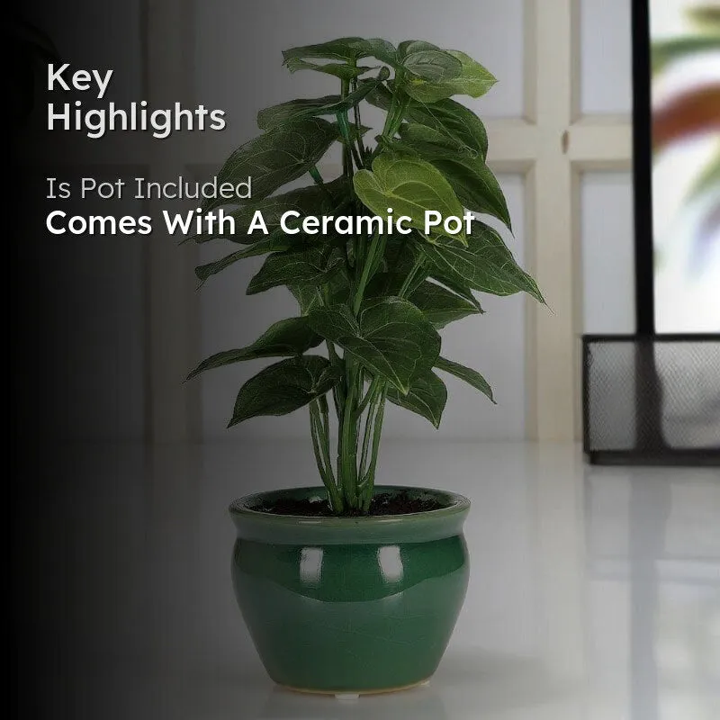 Faux Jatropha Bonsai In Ceramic Pot - 28 cms media 2