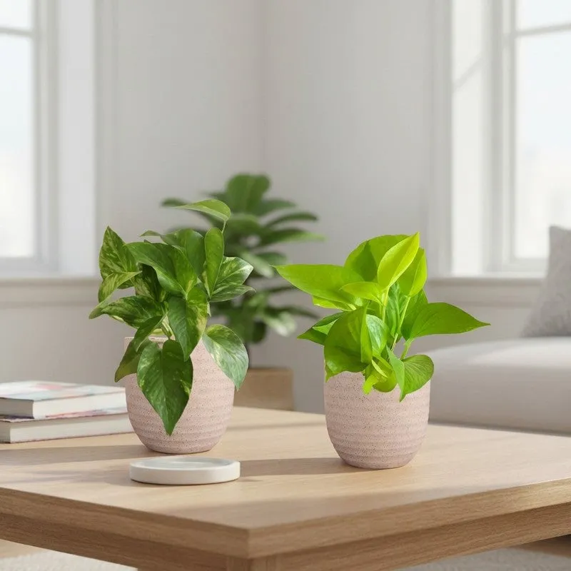Greenkin Money Plant Golden & Gold King Live Plants (Ivory) - Set Of Two media 1