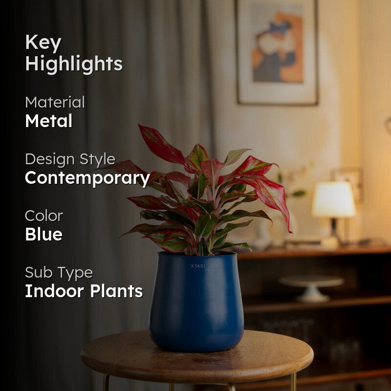 Kyari Aglaonema Lipstick Plant With Metal Self Watering Pot - Blue media 2