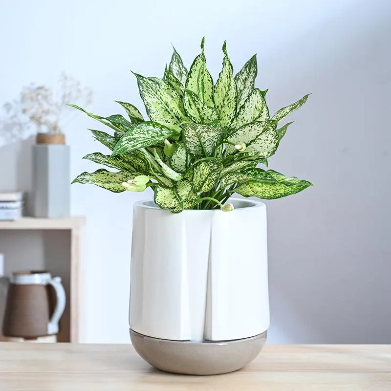 Ugaoo Duke of Drainage Ceramic Planter - White media 2