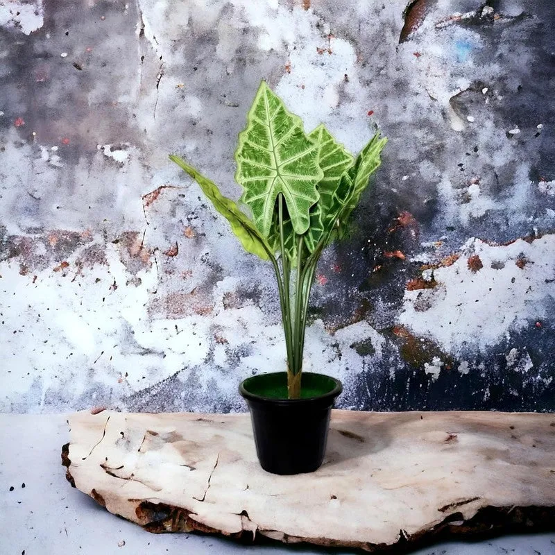 HomeBloom Artificial Alocasia Plant With Black Plastic Pot - 2 Feet media 4