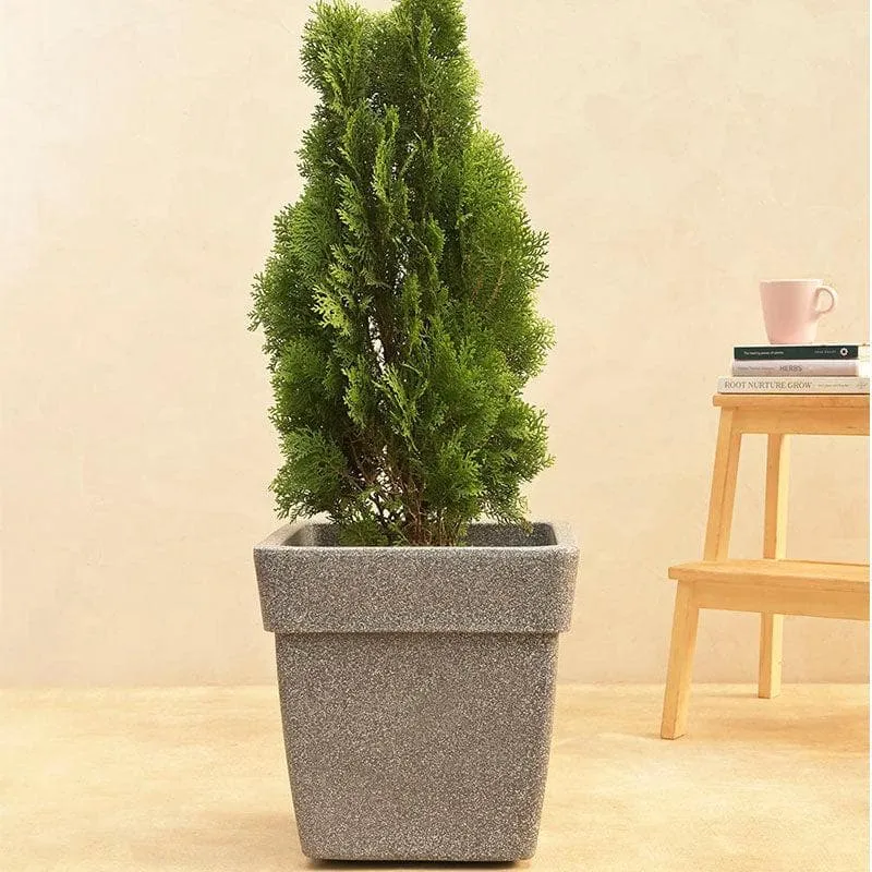 Ugaoo Barca Square Medium Planter - Grey media 3
