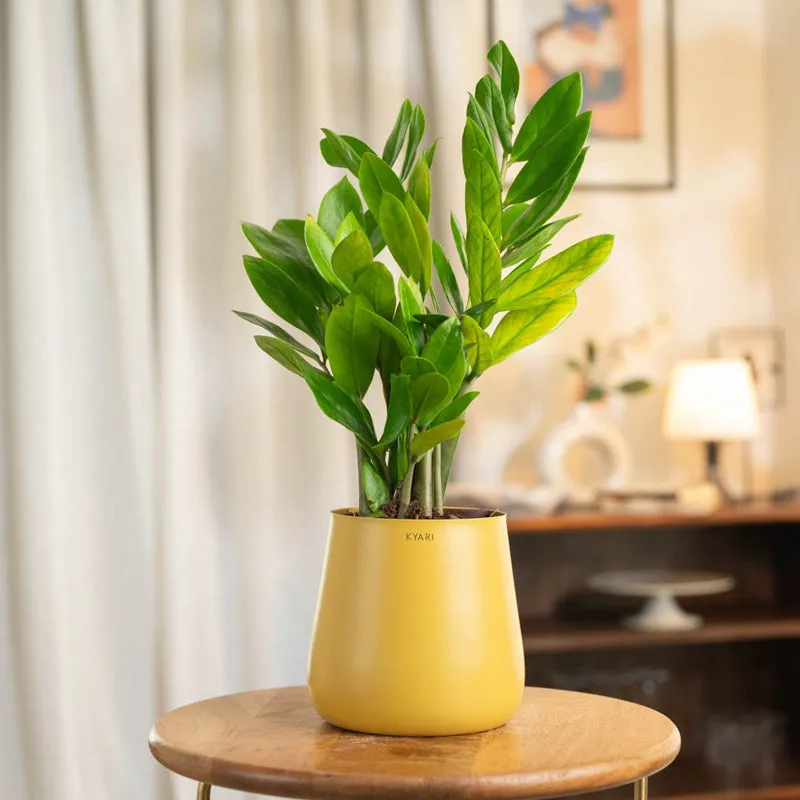 Kyari Zamia With Metal Self Watering Pot - Yellow media 1