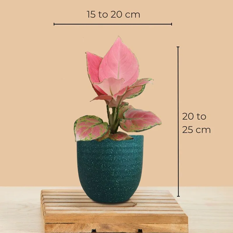 Greenkin Aglaonema Pink & Wishes Live Plants (Green) - Set Of Two media 11