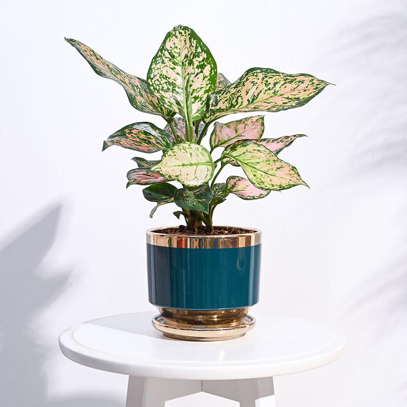 Ugaoo Athenian Ceramic Planter - Teal media 2
