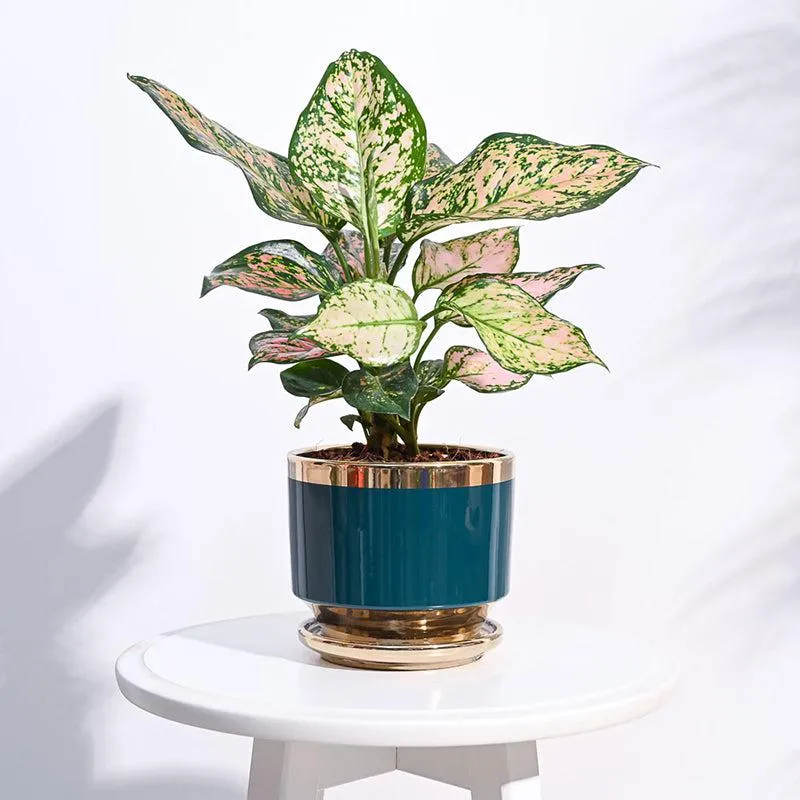 Ugaoo Athenian Ceramic Planter - Teal media 2