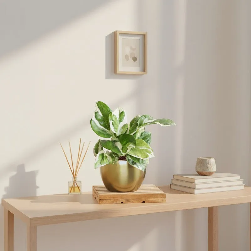 Greenkin Money Plant Njoy Live Plant media 1