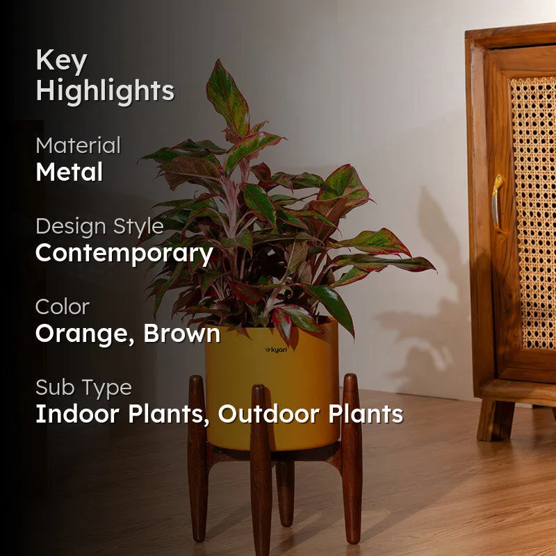 Kyari Agalonema Lipstick Plant With Metal Self Watering Pot (Orange) - 2 Feet media 2