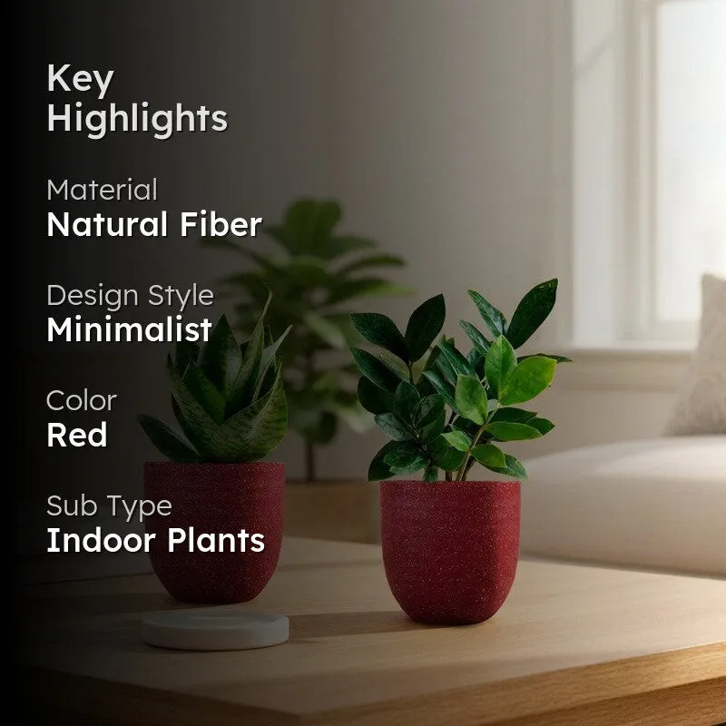 Greenkin ZZ & Snake Live Plants (Red) - Set Of Two media 2