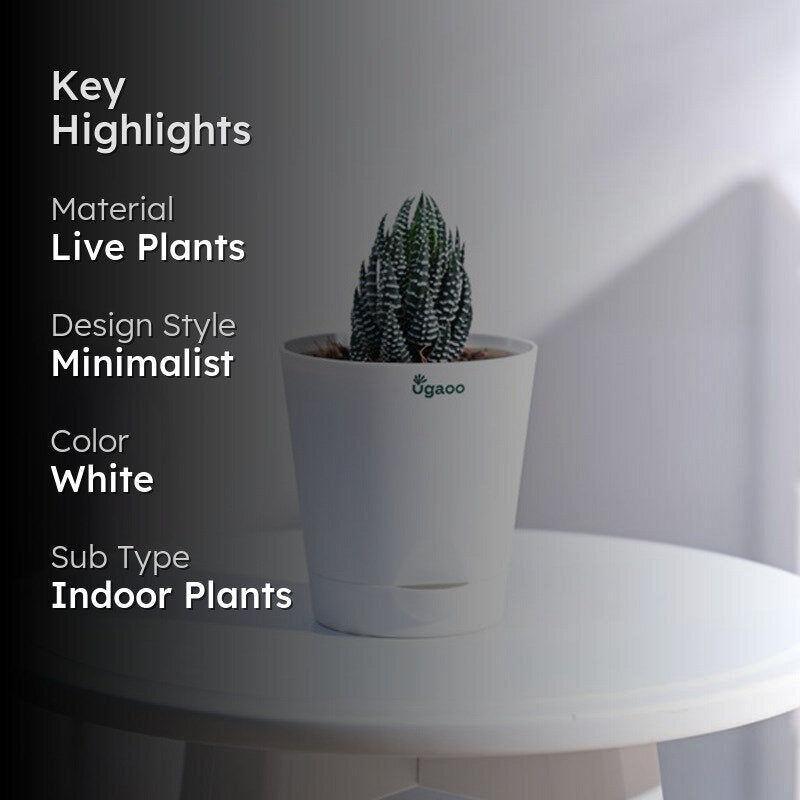 Ugaoo Haworthia Coarctata Plant media 2