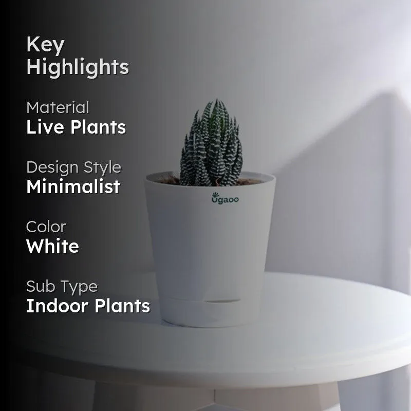 Ugaoo Haworthia Coarctata Plant media 2