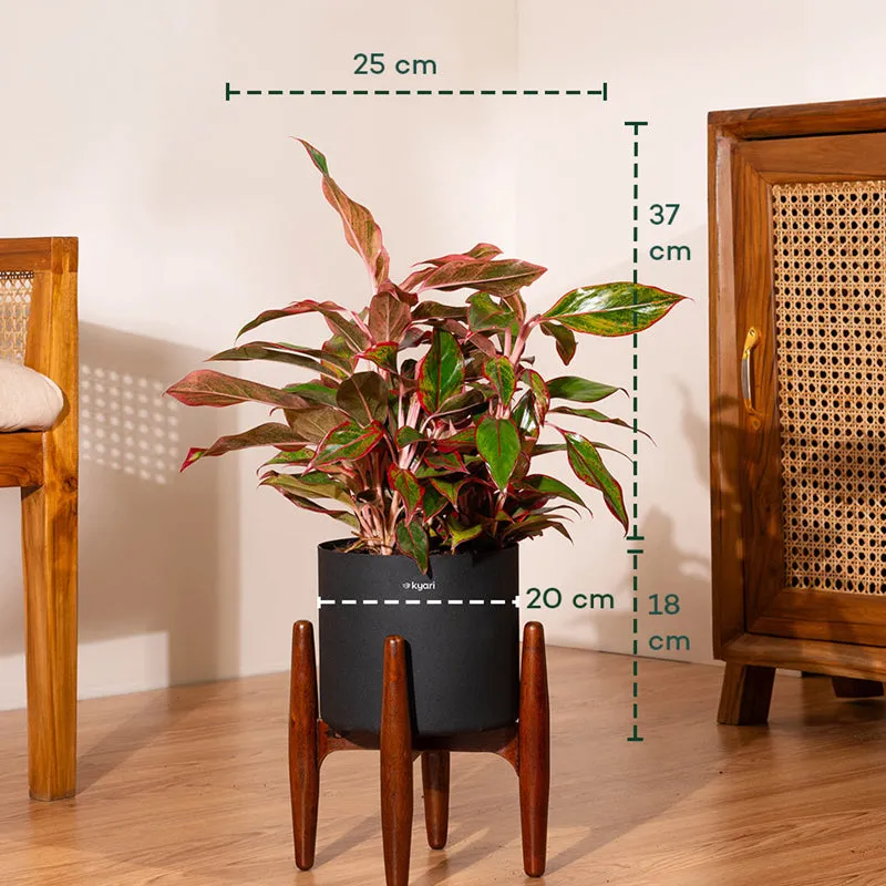 Kyari Aglonema Lipstick Plant With Metal Self Watering Pot (Black) media 5
