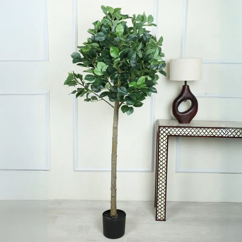 Verdiq Artificial Ginko Plant With Black Fiber Pot - 5 Feet media 3