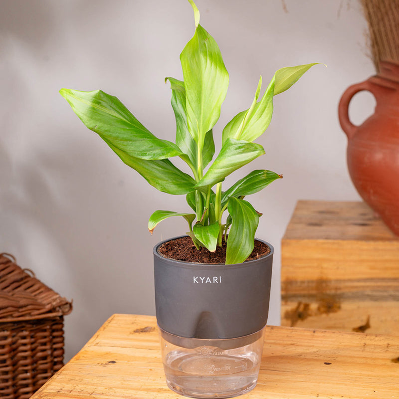 Kyari Peace Lily Plant With Self Watering Pot (Grey) - 18 cm media 3