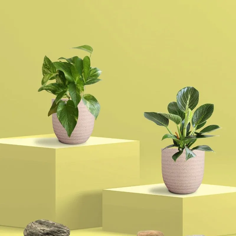 Greenkin Birkin & Gold King Live Plants (Ivory) - Set Of Two media 3