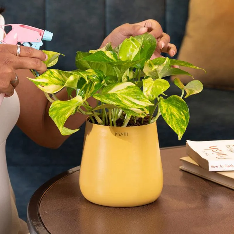 Kyari Money Plant Variegated With Metal Self Watering Pot - Yellow media 4