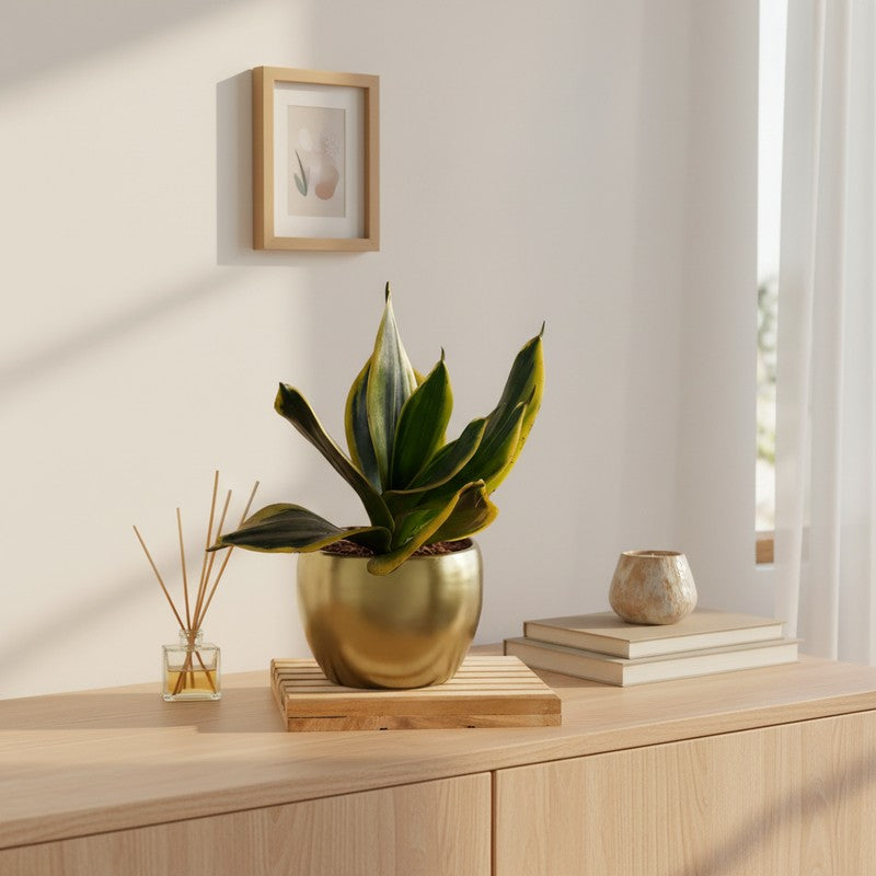Greenkin Golden Snake Live Plant
