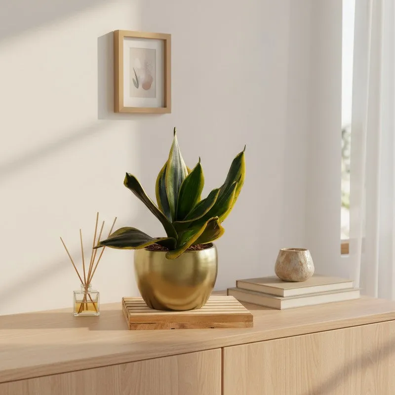 Greenkin Golden Snake Live Plant media 1