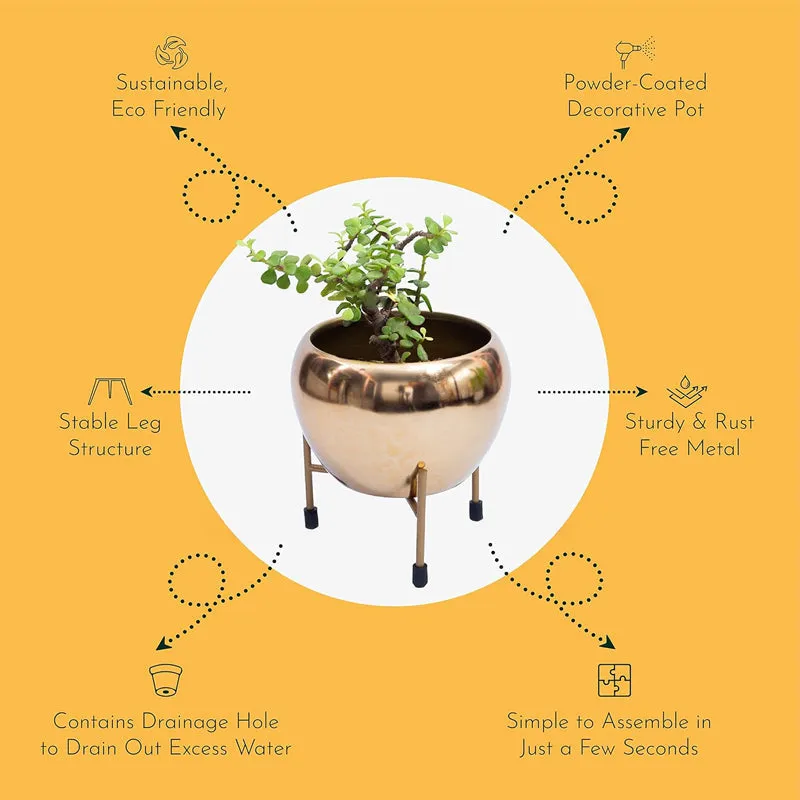 Kyari Stoma Aurum Metal Planter With Stand media 3