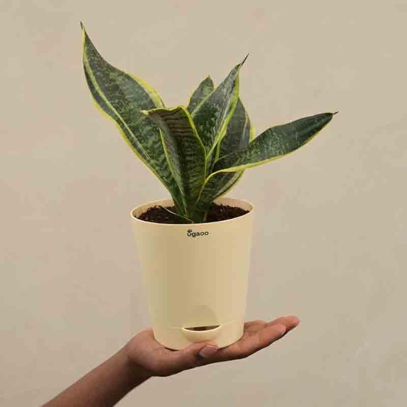 Ugaoo Snake Plant - Futura Superba media 4
