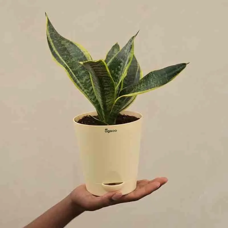 Ugaoo Snake Plant - Futura Superba media 4