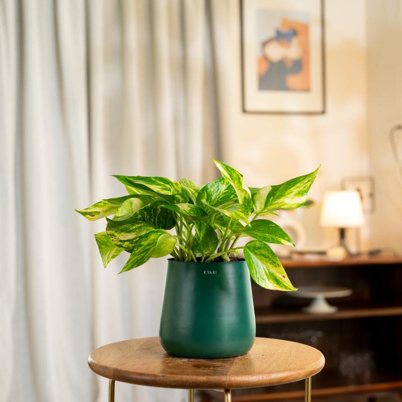 Kyari Money Plant Variegated With Self Watering Pot - Blue
