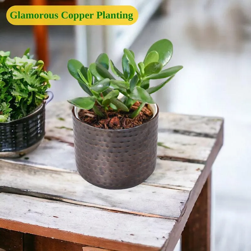 Small succulent in a hammered copper-toned cylindrical planter