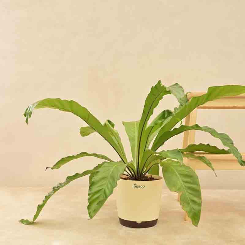 Ugaoo Bird's Nest Fern Plant media 6