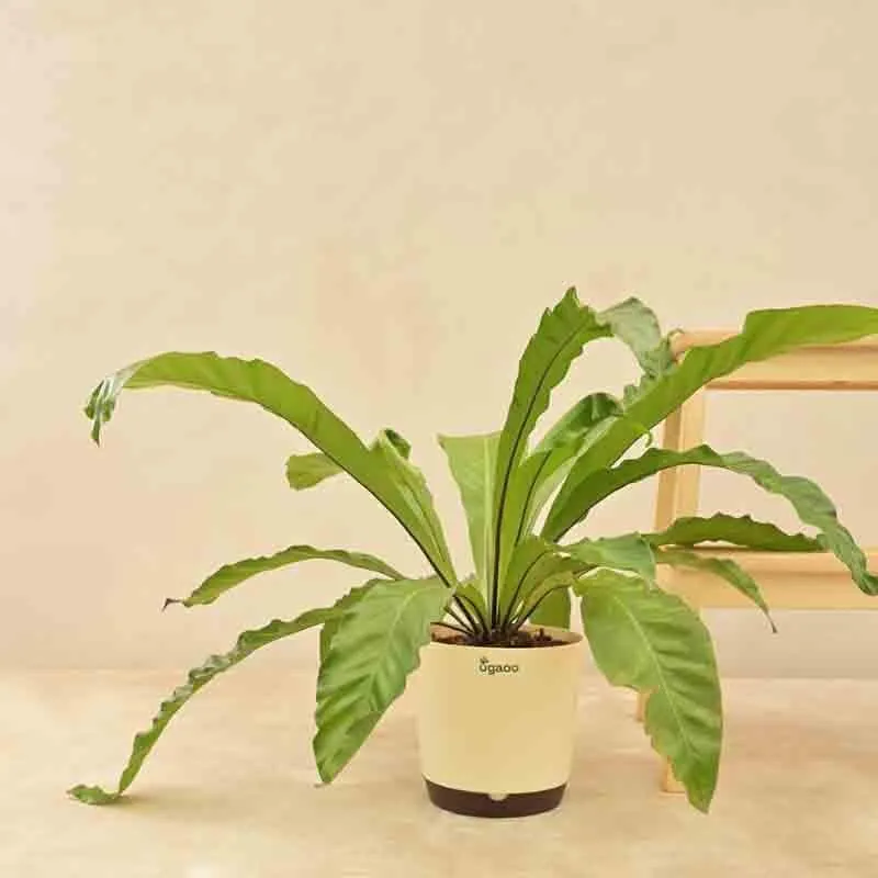 Ugaoo Bird's Nest Fern Plant media 6