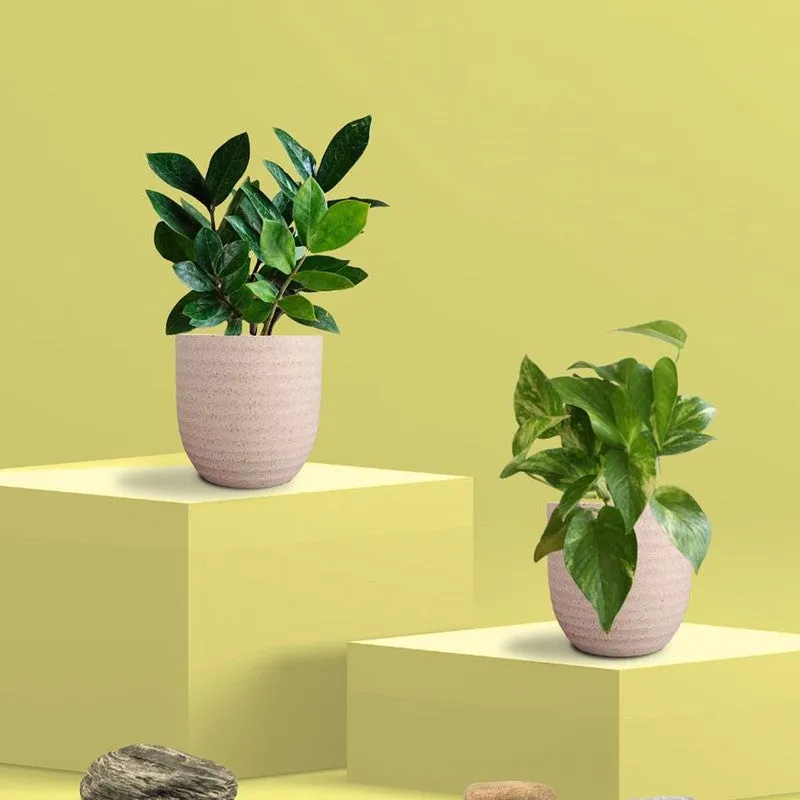 Greenkin ZZ & Gold King Live Plants (Ivory) - Set Of Two media 3