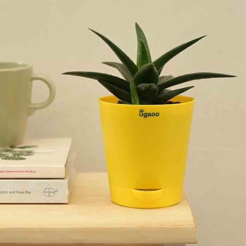 Ugaoo Aloe Vera Mini Plant media 5