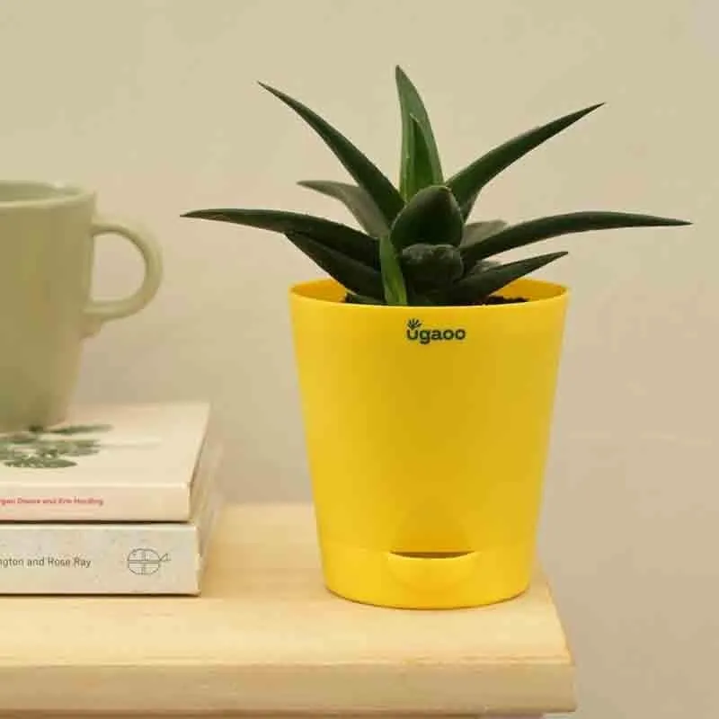 Ugaoo Aloe Vera Mini Plant media 5