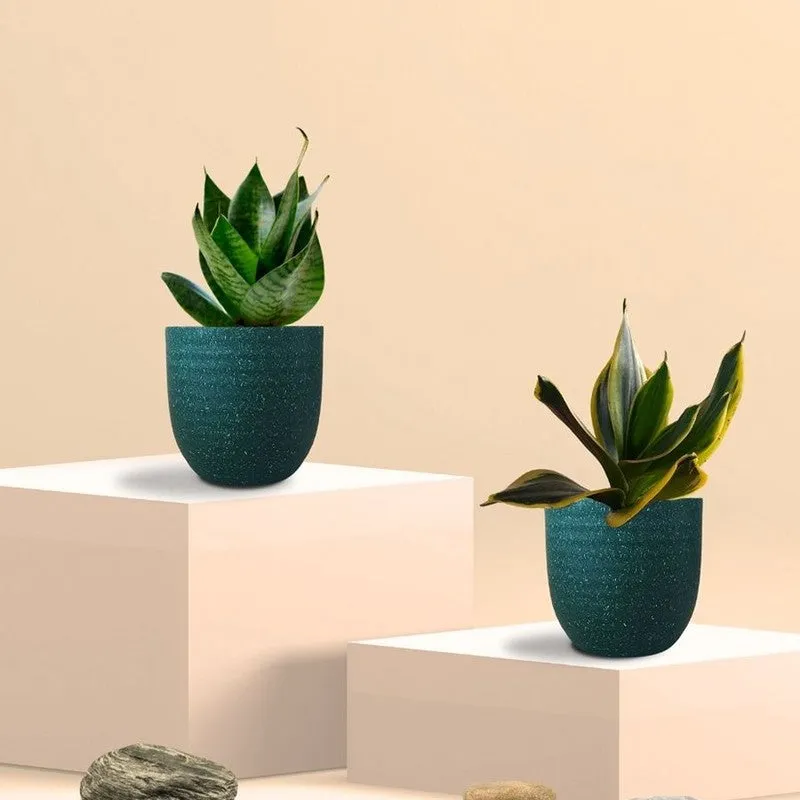 Greenkin Snake Live Plants (Green) - Set Of Two media 3