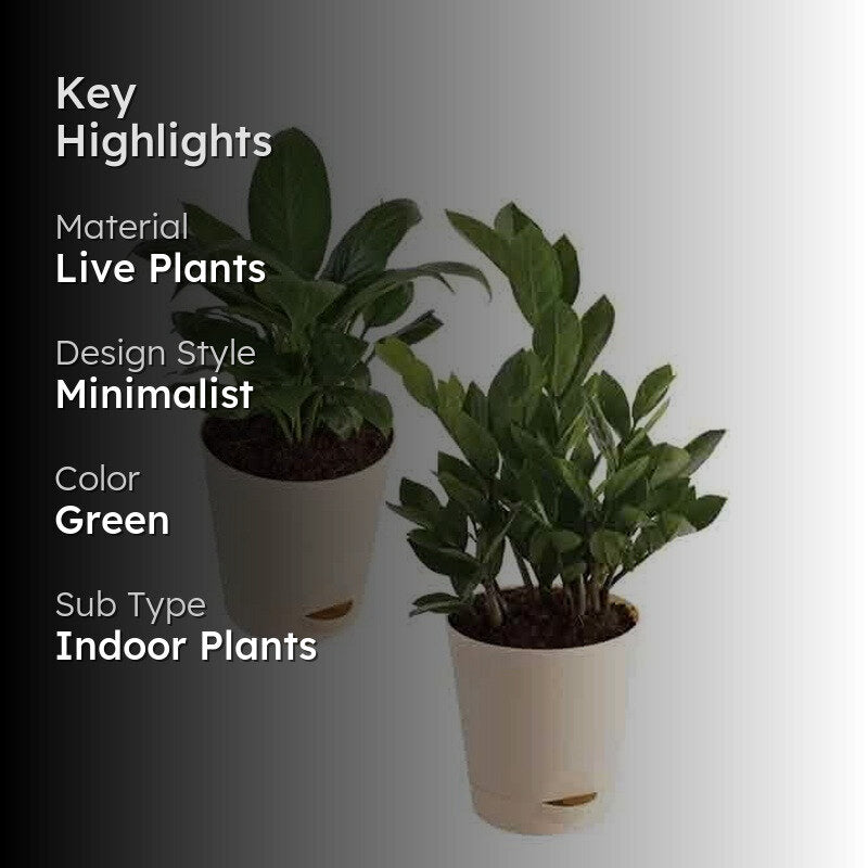 Ugaoo Air Purifying Plant Bundle - ZZ, Peace Lily media 2