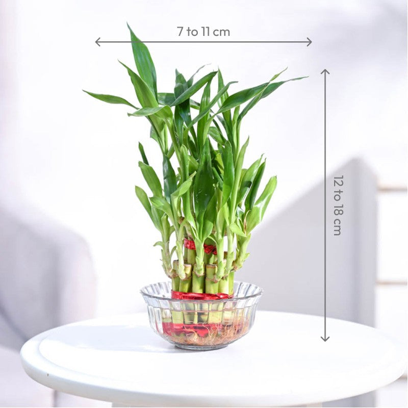 Ugaoo Lucky Bamboo Plant - 2 Layer media 6
