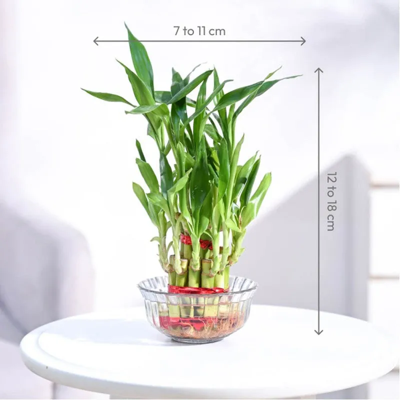 Ugaoo Lucky Bamboo Plant - 2 Layer media 6