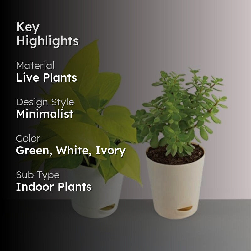 Ugaoo Jade Plant & Money Indoor Plant With Pot - Set Of Two media 2