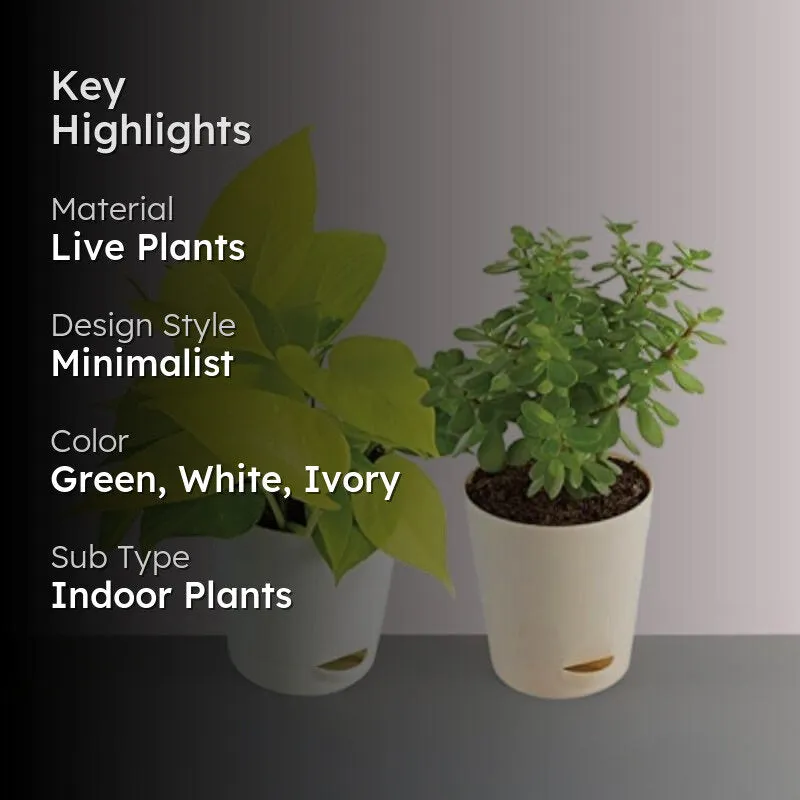 Ugaoo Jade Plant & Money Indoor Plant With Pot - Set Of Two media 2